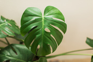 Closeup of Monstera Plant with Green Leaves 