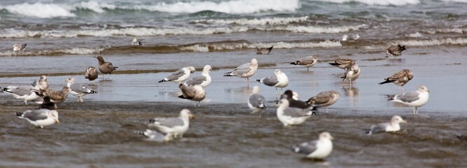 4k ultra hd image of Flock of Seabirds resting on beach