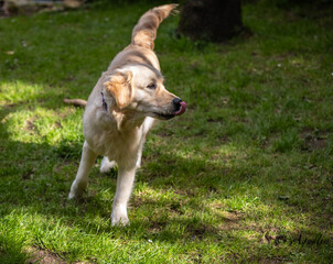 My Golden Puppy is 9 months old with great vitality!
