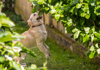 My Golden Puppy is 9 months old with great vitality!