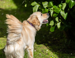 My Golden Puppy is 9 months old with great vitality!