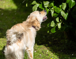 My Golden Puppy is 9 months old with great vitality!