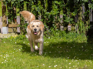 My Golden Puppy is 9 months old with great vitality!