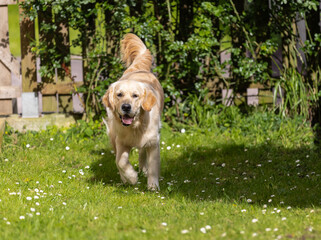 My Golden Puppy is 9 months old with great vitality!