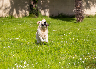 My Golden Puppy is 9 months old with great vitality!