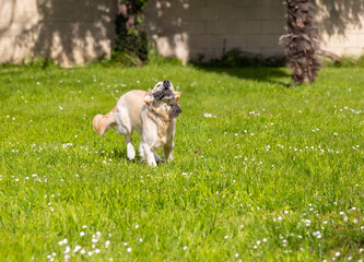 My Golden Puppy is 9 months old with great vitality!