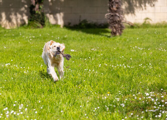 My Golden Puppy is 9 months old with great vitality!
