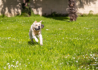 My Golden Puppy is 9 months old with great vitality!
