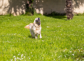 My Golden Puppy is 9 months old with great vitality!