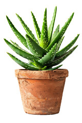 Green Aloe Vera Plant in Terracotta Pot - Isolated on White Transparent Background, PNG
