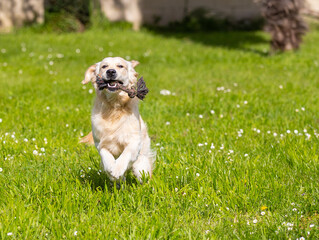 My Golden Puppy is 9 months old with great vitality!