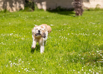 My Golden Puppy is 9 months old with great vitality!