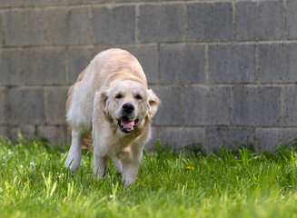 My Golden Puppy is 9 months old with great vitality!