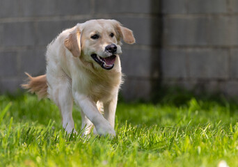 My Golden Puppy is 9 months old with great vitality! - obrazy, fototapety, plakaty