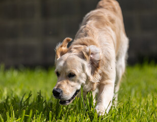 My Golden Puppy is 9 months old with great vitality!