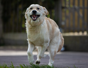 My Golden Puppy is 9 months old with great vitality!