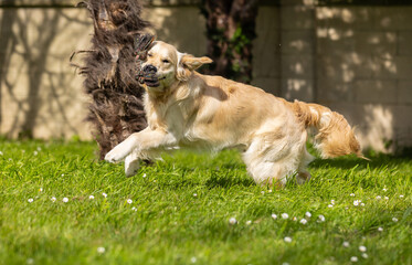 My Golden Puppy is 9 months old with great vitality!
