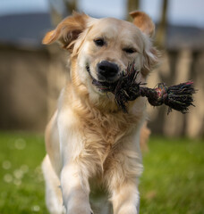My Golden Puppy is 9 months old with great vitality!