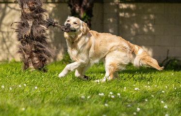 My Golden Puppy is 9 months old with great vitality!