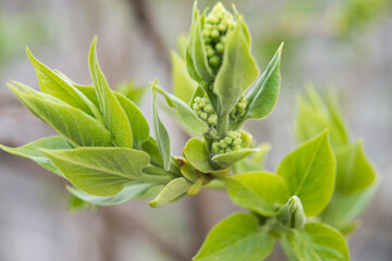close up of lilac tree