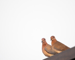 A Pair of laughing Doves basking