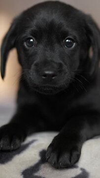 Cute tender black puppy lies on mat. Puppy looks with kind eyes and wants to play. Vertical screen