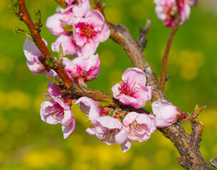 spring peach tree with pink flowers - 778207550