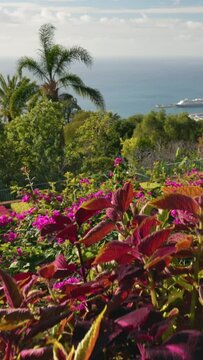 Rich flora in botanical garden of Madeira island. Sunny view of Funchal from Madeira Botanical Garden. Vertical shot