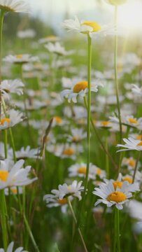 Camera moves through field of white and yellow daisies. Summer flowers sway in the wind with warm sunrays. Alpine daisy flowers in the mountains. Vertical view