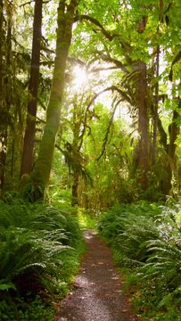 Camera moves along path among trees overgrown with moss and bushes. Rain forest in Olympic National Park, Washington, United States. Vertical screen