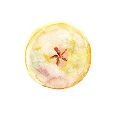 Fresh ripe yellow honey pear fruit isolated on a white background. Realistic illustration with watercolor hand drawn. Delicious aromatic fruit ripened on a tree. . Would look great on fabric, towels