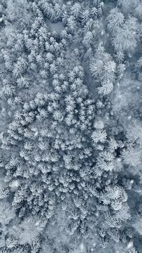 Snowflakes fall on branches of frozen trees in winter forest. Snowy winter background. Aerial top down view. Vertical shot 