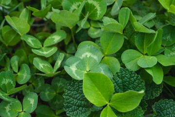 Close-up of green clover, bright and juicy. The texture of the leaves, the play of light and...