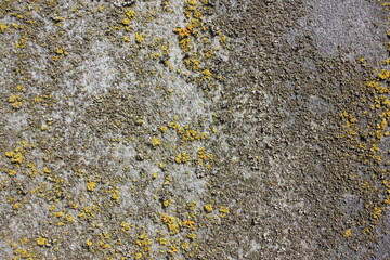 lichen on the rock