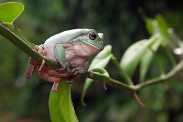 Australian white tree frog on green leaves, dumpy frog on leaves, closeup tree rog
