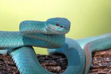 Blue viper snake closeup on branch, blue viper closeup
