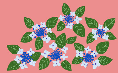 紫陽花、甘茶背景ピンク