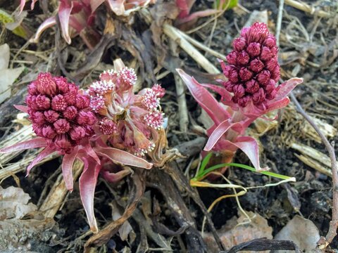 Close up of the petasites hybridus, butterburs, coltsfoots blooming flower inflorescence buds