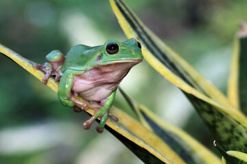 Australian white tree frog on green leaves, dumpy frog on leaves, closeup tree frog