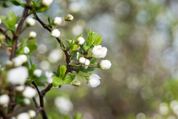 blossoming tree on spring time 