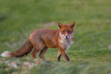 Fox sunset, orange evening light. Orange fur coat animal in the nature habitat. Fox on the green...