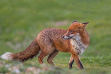 Fox sunset, orange evening light. Orange fur coat animal in the nature habitat. Fox on the green forest meadow. Red Fox hunting, Vulpes vulpes, wildlife scene from Europe. Evening sunset.
