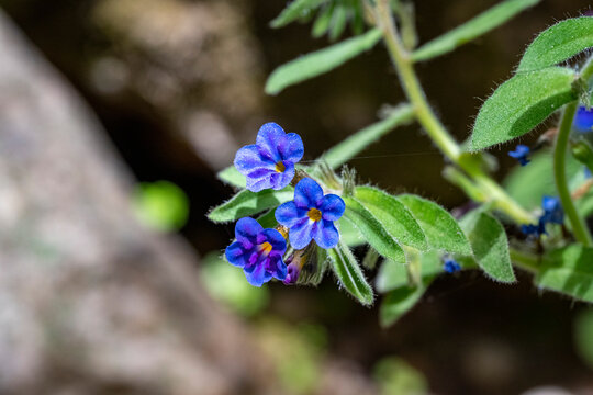 Pulmonaria, lungwort flowers of different shades of violet in one inflorescence. Honey plant of 
 Antalya, Turkey. The first spring flowers. Pulmonaria officinalis. Pulmonaria officinalis bloom.