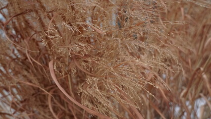 Dry grass in the strong windRosehips in snow