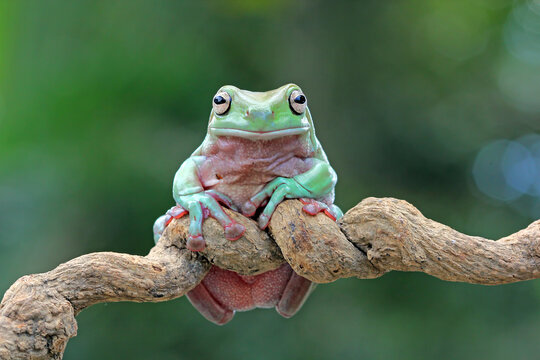 Australian white tree frog on green leaves, dumpy frog on leaves, closeup tree frog