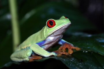 Red-eyed Tree Frog on leaves, Agalychnis callidryas, sitting on the green leave in tropical forest