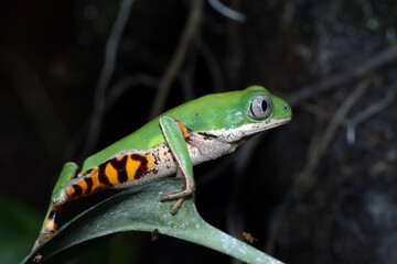 Northern orange-legged leaf frog or tiger-legged monkey frog closeup on leaves 