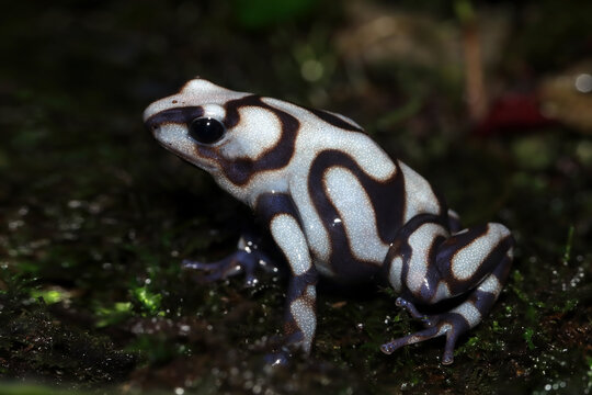 Dendrobates auratus 'Pena Blanca closeup from side view