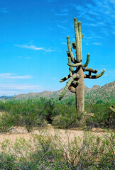 San Tan Mountains Sonora Desert Arizona On Film