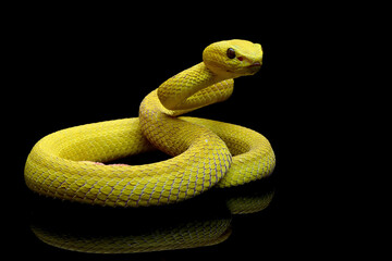 Yellow White-lipped Pit Viper isolated on black background, yellow viper snake reflections on black, Trimeresurus insularis